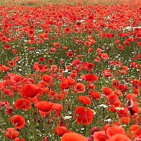 Elme Und Horst - Elmenhorst Gasthuis